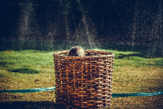 Learning through play