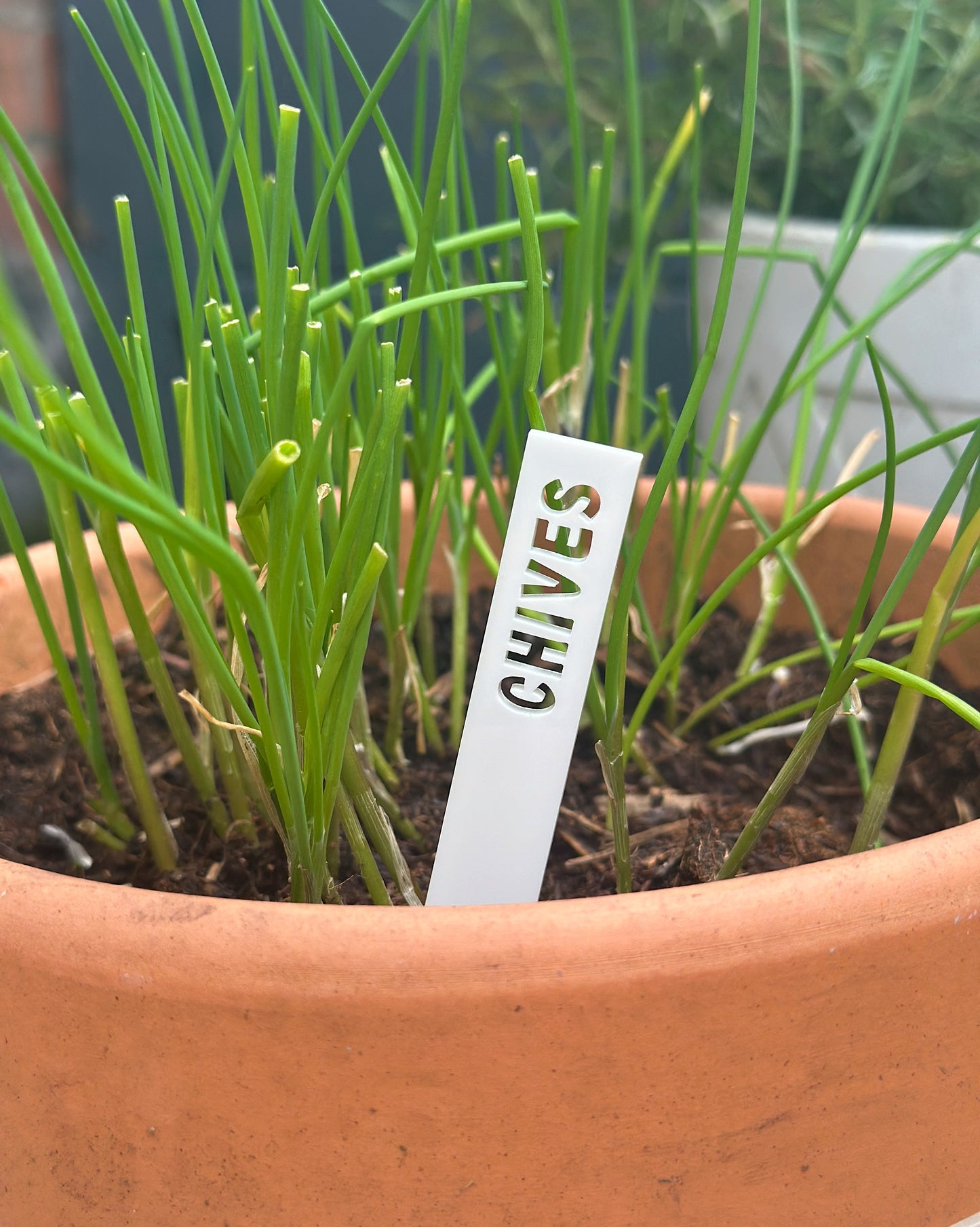 Herb Plant Labels - Bold Set