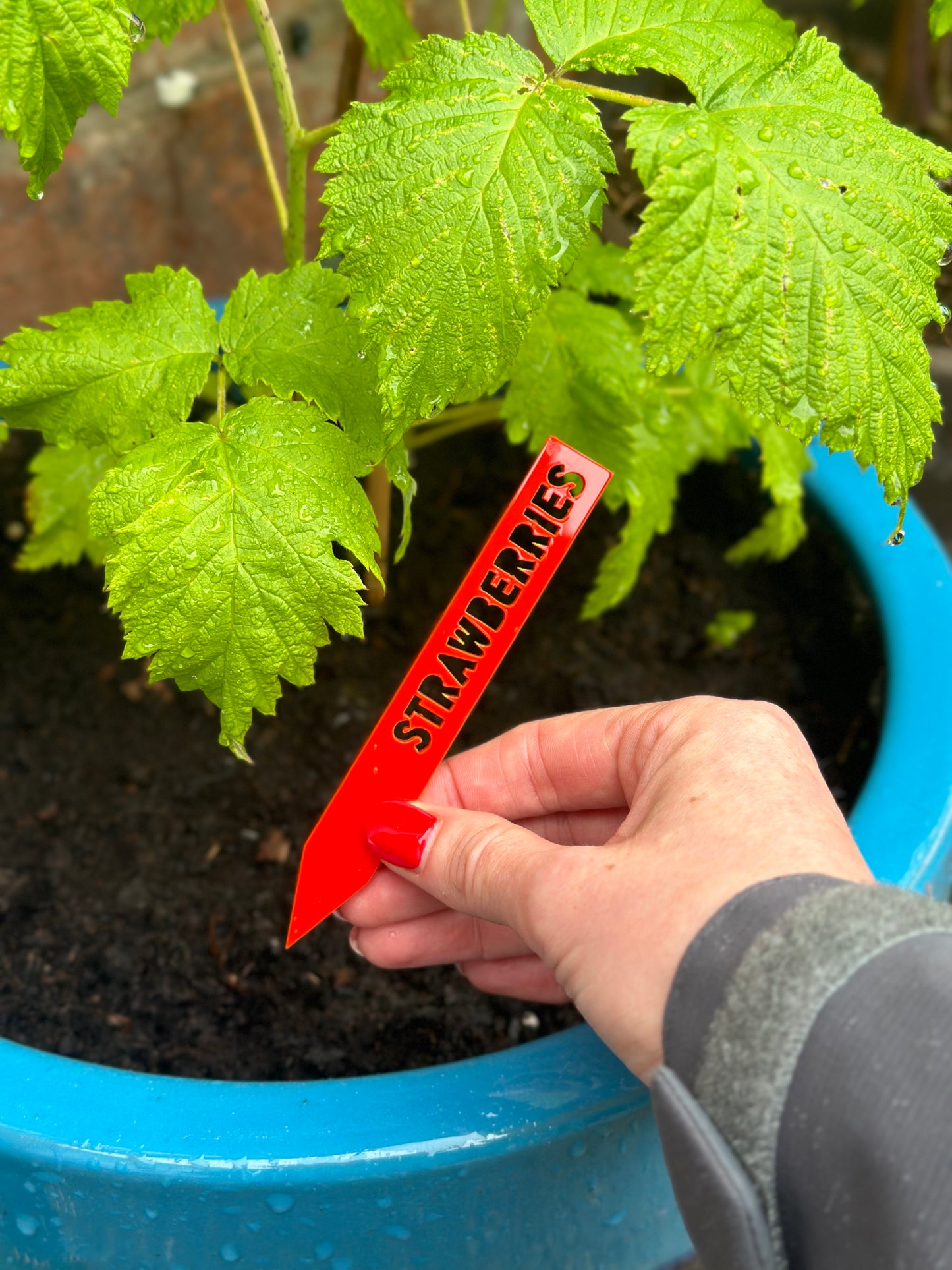 Personalised Plant Labels