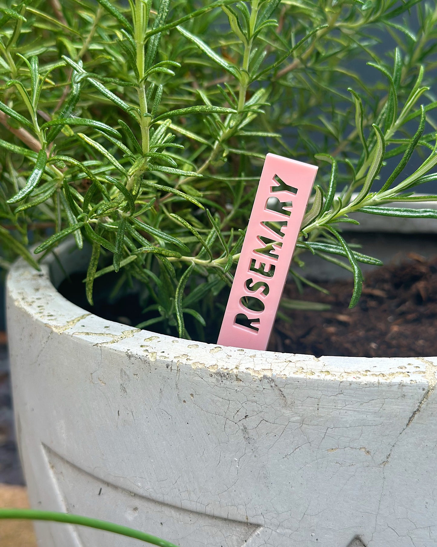 Herb Plant Labels - Pastel Set